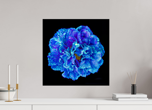 50 x 50 cm, Tirage simple sur papier photo Fuji Crystal Pearl Le Cœur Bleu qui S’ouvre à la Nuit