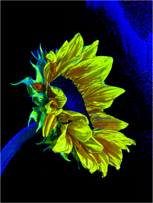 Main image L’or perdu dans le bleu du silence