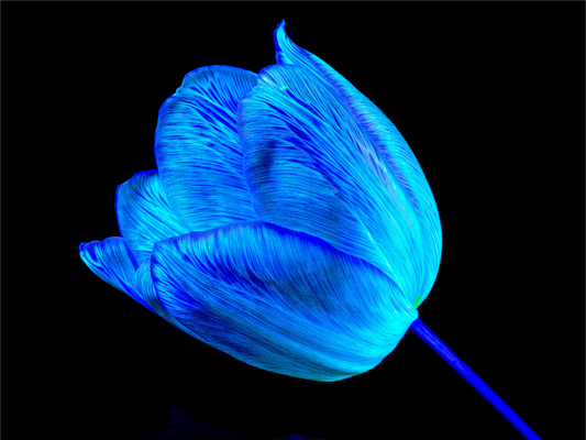 Main image À l’abri de ta lumière