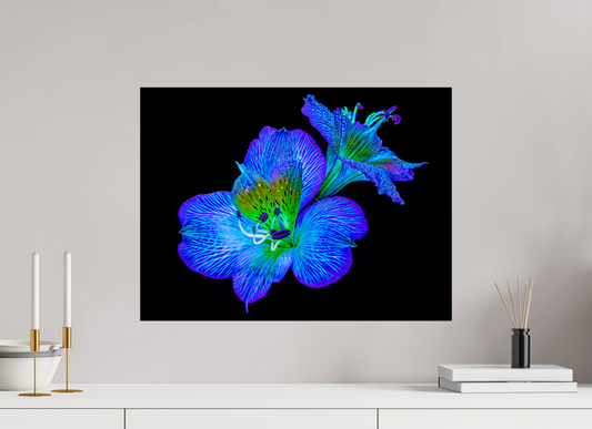 60 x 45 cm, Tirage simple sur papier photo Fuji Crystal Pearl Alstroemeria des Lueurs Cachées
