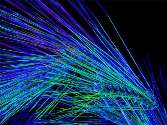 Main image Danse des Épis Électriques