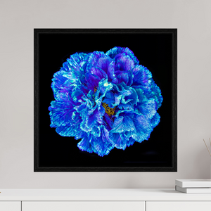 50 x 50 cm, Caisse américaine Noire Le Cœur Bleu qui S’ouvre à la Nuit