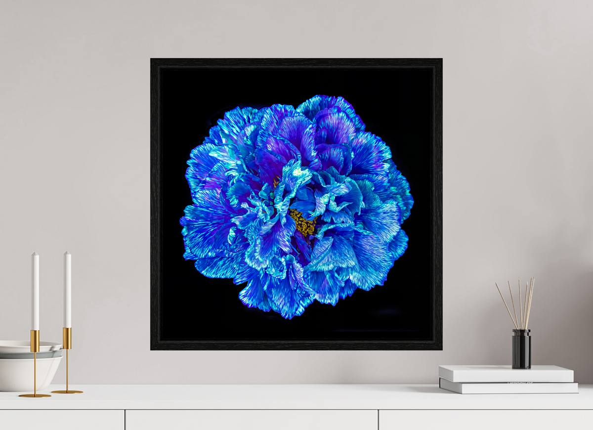 50 x 50 cm, Caisse américaine Noire Le Cœur Bleu qui S’ouvre à la Nuit