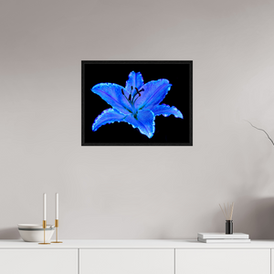 60 x 45 cm, Caisse américaine Noire Le Lys Astral