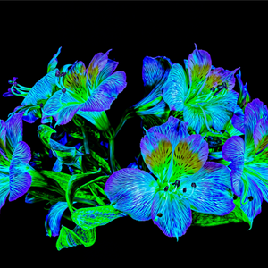 Main image Constellation Florale