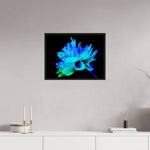 60 x 45 cm, Caisse américaine Noire L’Éclat Bleu de la Pivoine Astrale