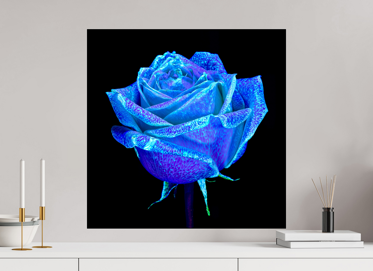 60 x 60 cm, Tirage photo sous Verre acrylique La Rose qui Rêvait le Ciel