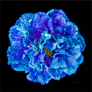 Main image Le Cœur Bleu qui S’ouvre à la Nuit