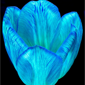 Main image Calice de lumière