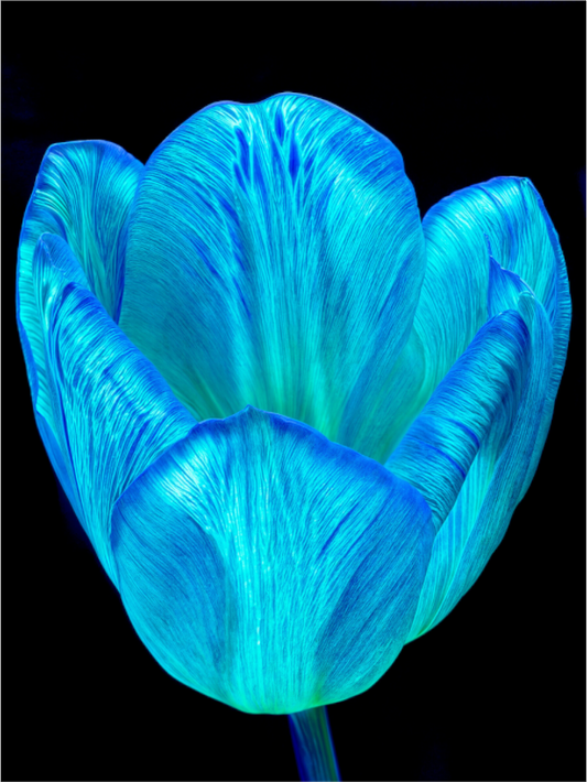 Main image Calice de lumière
