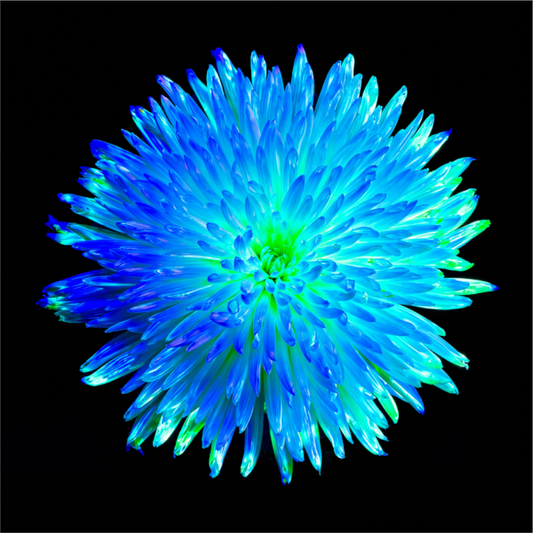 Main image L’Astre Bleu