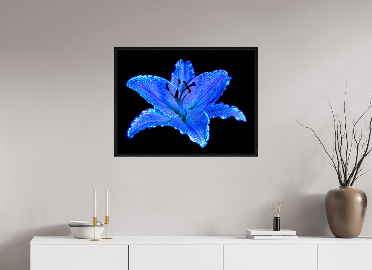 80 x 60 cm, Caisse américaine Noire Le Lys Astral