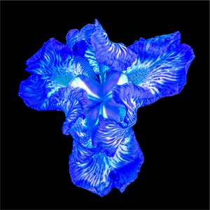 Main image Iris du Cœur Lumineux