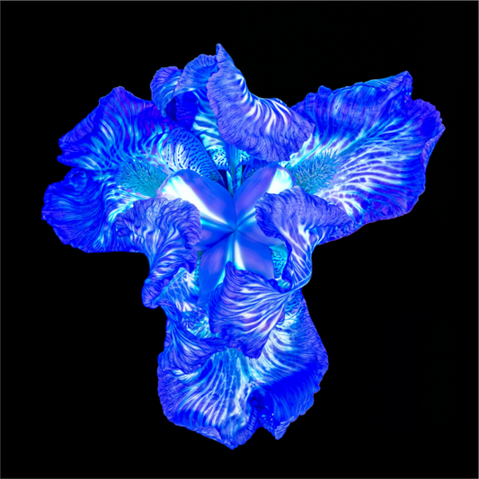 Main image Iris du Cœur Lumineux