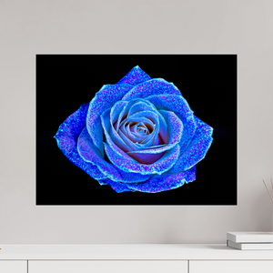 60 x 45 cm, Tirage photo contrecollé sur Dibond La Rose aux mille constellations