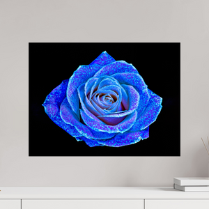 60 x 45 cm, Tirage simple sur papier photo Fuji Crystal Pearl La Rose aux mille constellations