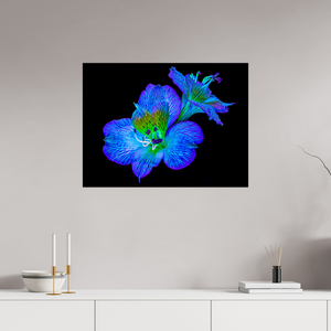 80 x 60 cm, Tirage photo contrecollé sur Dibond Alstroemeria des Lueurs Cachées
