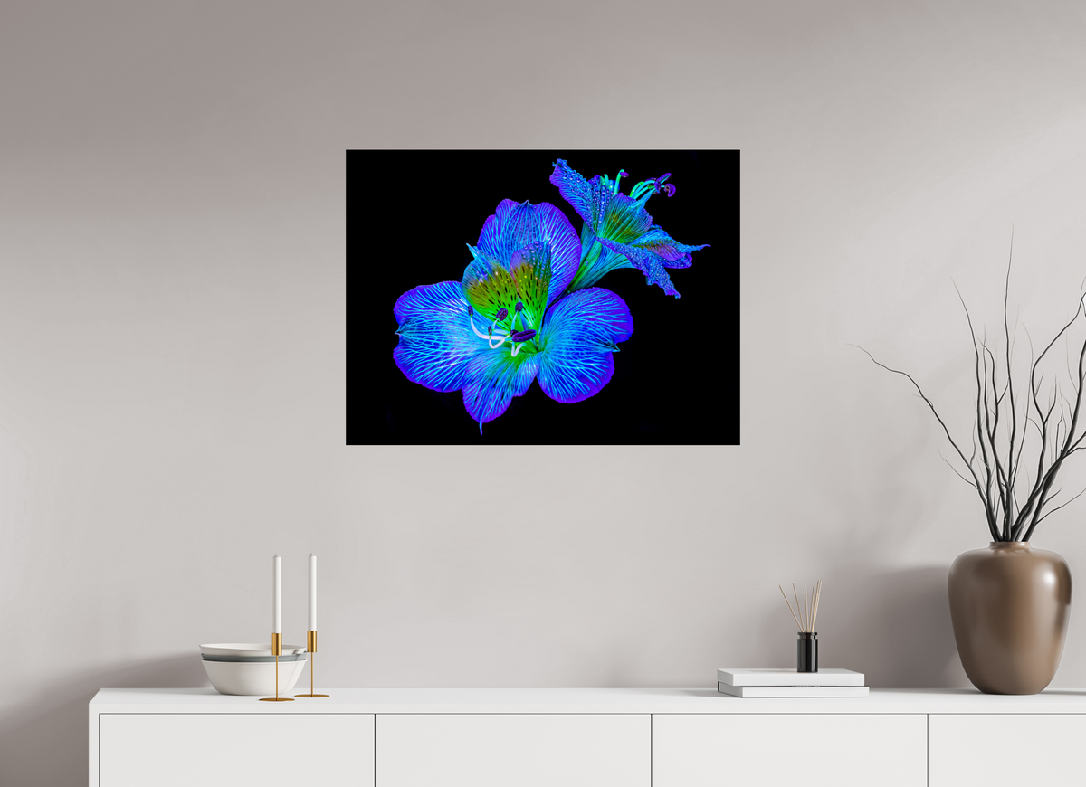 80 x 60 cm, Tirage photo contrecollé sur Dibond Alstroemeria des Lueurs Cachées