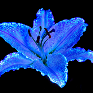 Main image Le Lys Astral