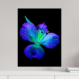 45 x 60 cm, Tirage photo sous Verre acrylique L’éclat des ailes dans la rosée