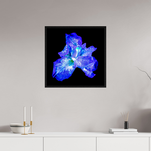 60 x 60 cm, Caisse américaine Noire L’Opale des Ombres