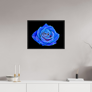 60 x 45 cm, Caisse américaine Noire La Rose aux mille constellations