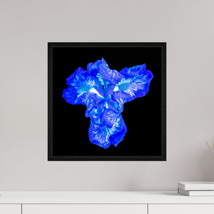 40 x 40 cm, Caisse américaine Noire Iris du Cœur Lumineux