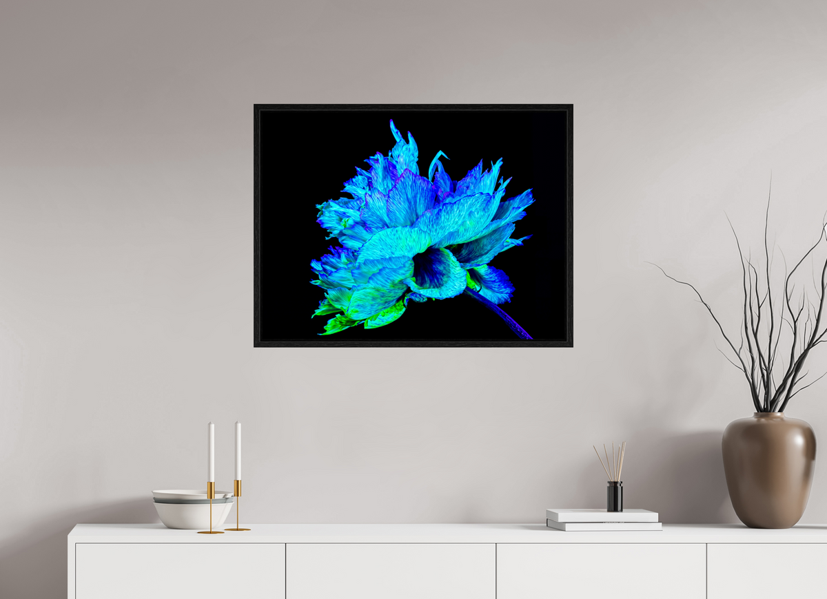80 x 60 cm, Caisse américaine Noire L’Éclat Bleu de la Pivoine Astrale