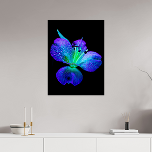 60 x 80 cm, Tirage simple sur papier photo Fuji Crystal Pearl L’éclat des ailes dans la rosée