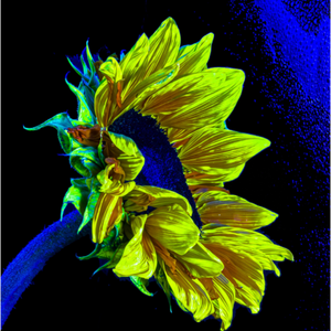 Main image L’or perdu dans le bleu du silence