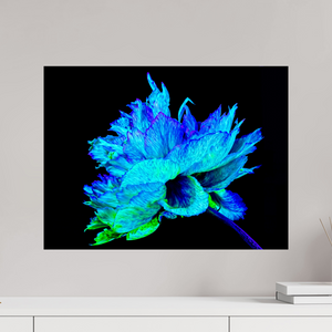 60 x 45 cm, Tirage photo contrecollé sur Dibond L’Éclat Bleu de la Pivoine Astrale