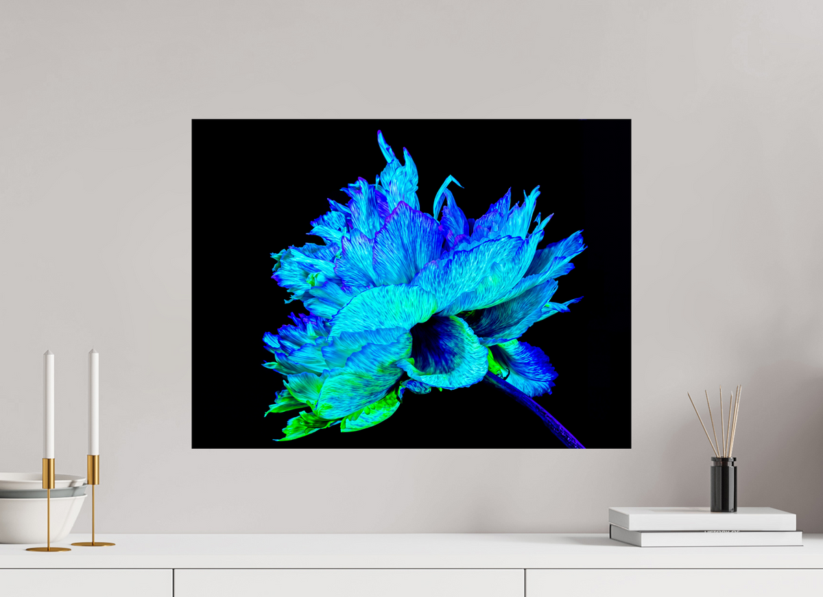 60 x 45 cm, Tirage photo contrecollé sur Dibond L’Éclat Bleu de la Pivoine Astrale