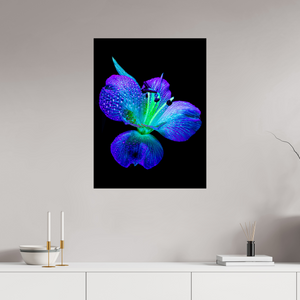 60 x 80 cm, Tirage photo contrecollé sur Dibond L’éclat des ailes dans la rosée