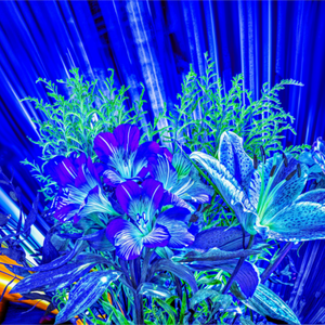 Main image Floraisons dans le vent lumineux