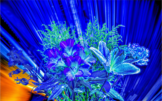 Main image Floraisons dans le vent lumineux
