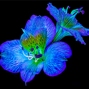 Main image Alstroemeria des Lueurs Cachées