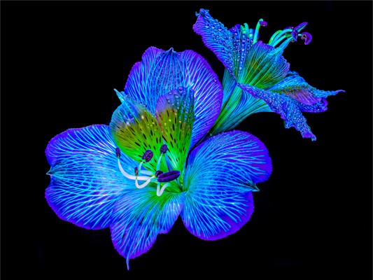 Main image Alstroemeria des Lueurs Cachées