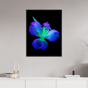 60 x 80 cm, Caisse américaine Noire L’éclat des ailes dans la rosée