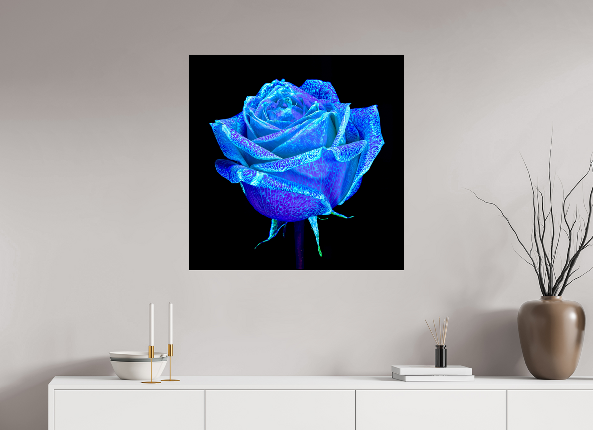 80 x 80 cm, Tirage photo contrecollé sur Dibond La Rose qui Rêvait le Ciel