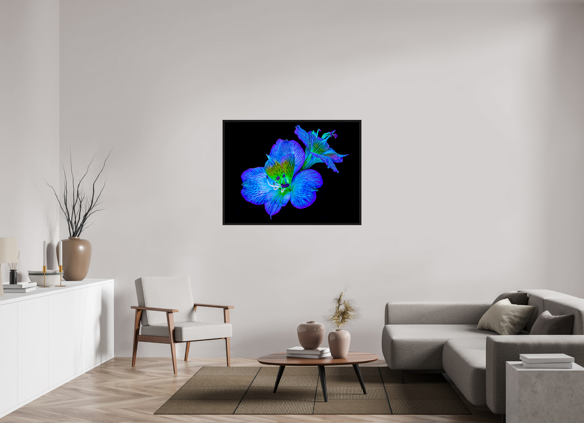 120 x 90 cm, Caisse américaine Noire Alstroemeria des Lueurs Cachées
