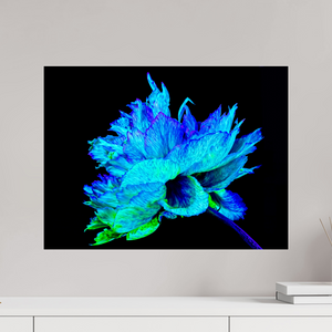 60 x 45 cm, Tirage photo sous Verre acrylique L’Éclat Bleu de la Pivoine Astrale