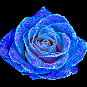 Main image La Rose aux mille constellations