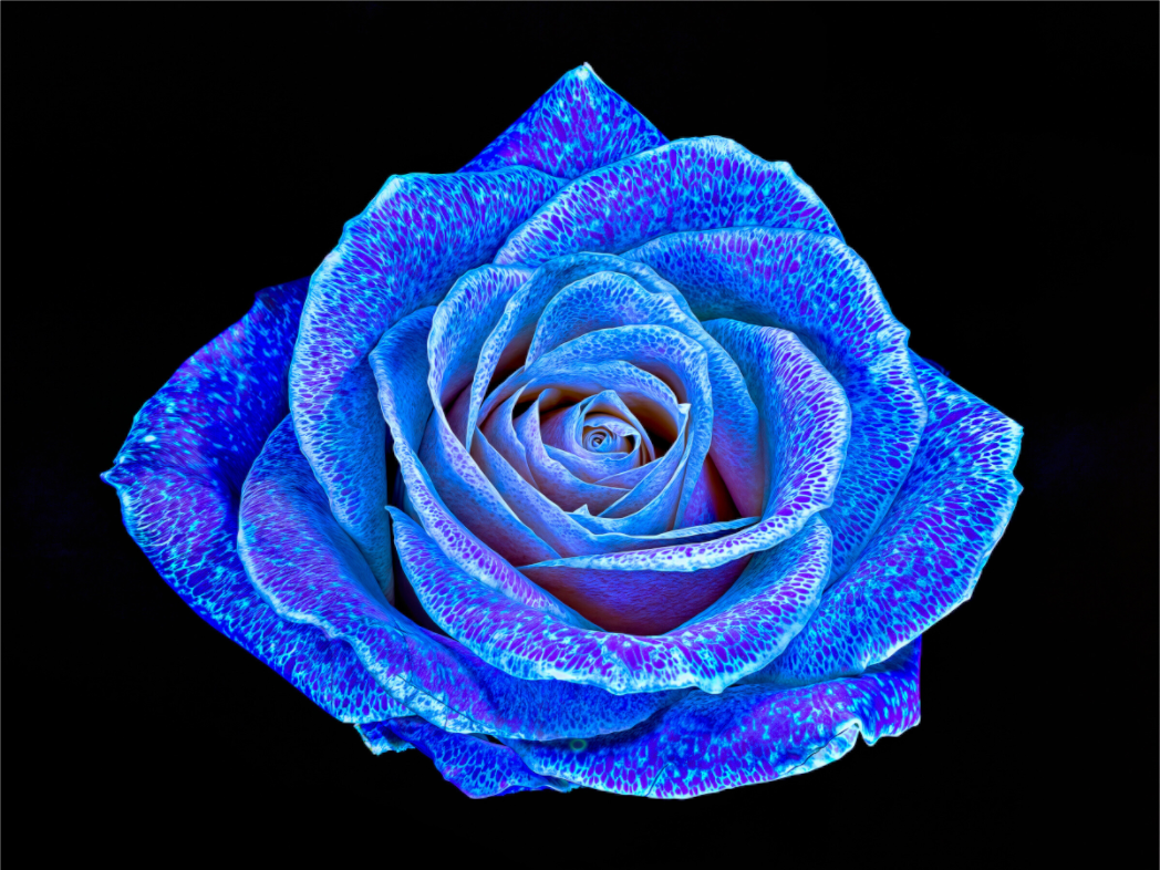 Main image La Rose aux mille constellations
