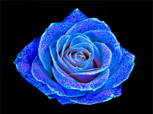 Main image La Rose aux mille constellations