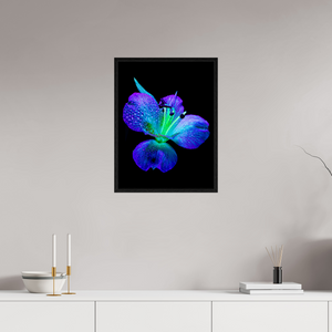 45 x 60 cm, Caisse américaine Noire L’éclat des ailes dans la rosée
