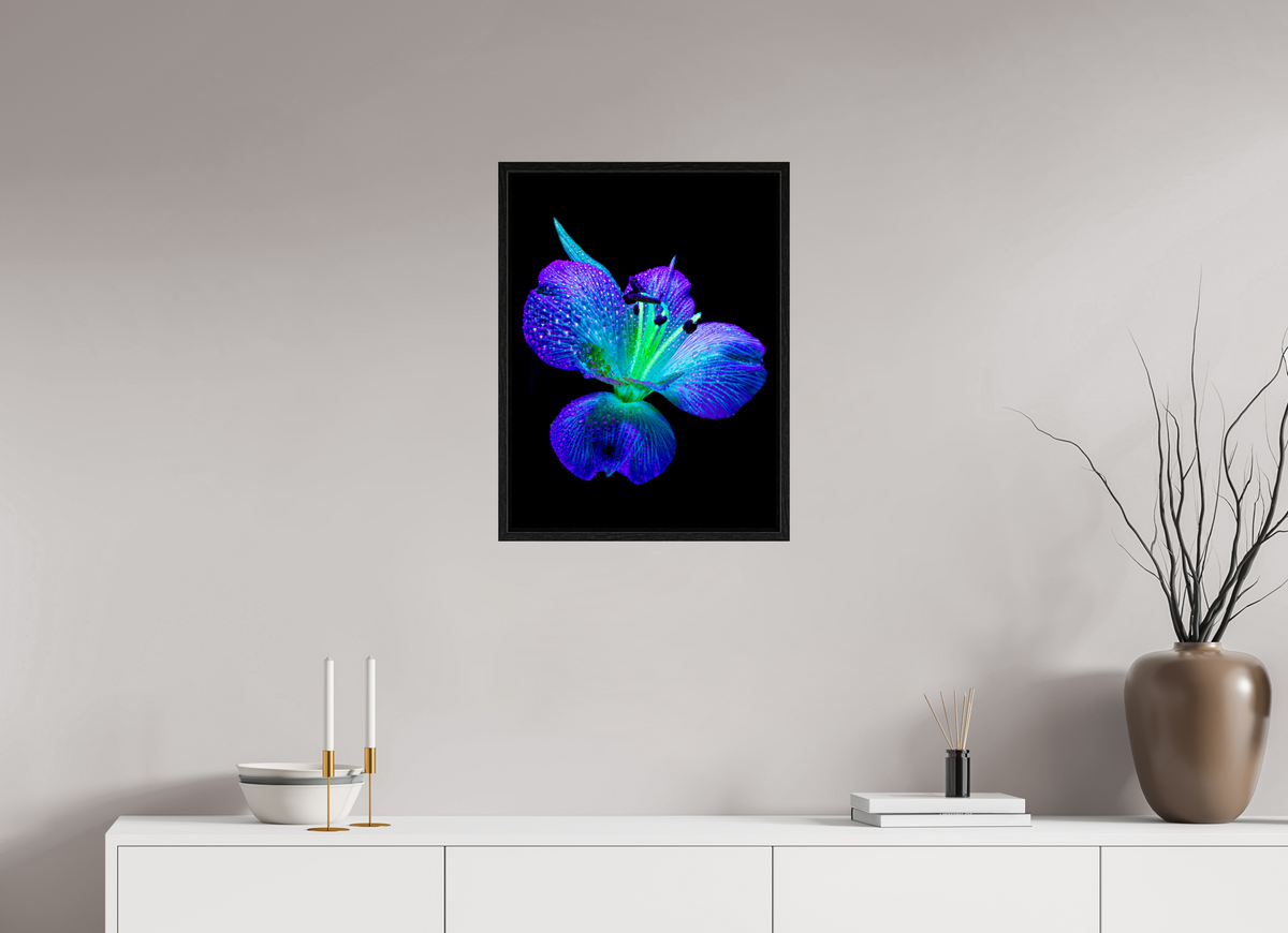 45 x 60 cm, Caisse américaine Noire L’éclat des ailes dans la rosée