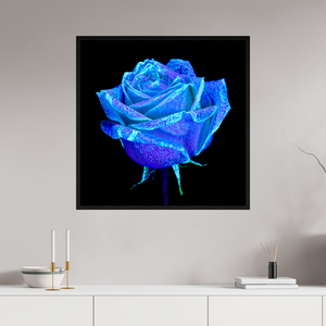 80 x 80 cm, Caisse américaine Noire La Rose qui Rêvait le Ciel