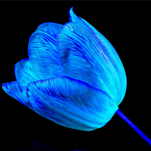 Main image À l’abri de ta lumière