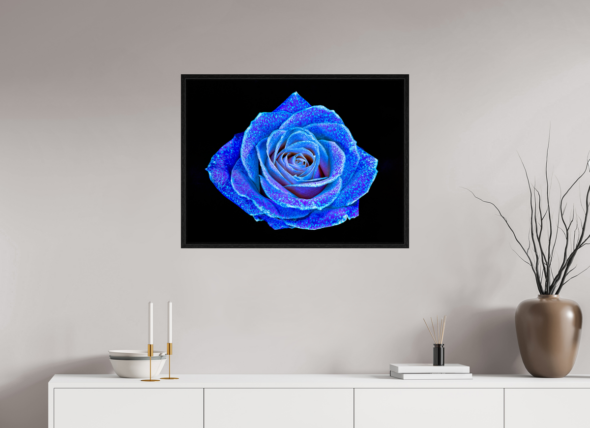 80 x 60 cm, Caisse américaine Noire La Rose aux mille constellations