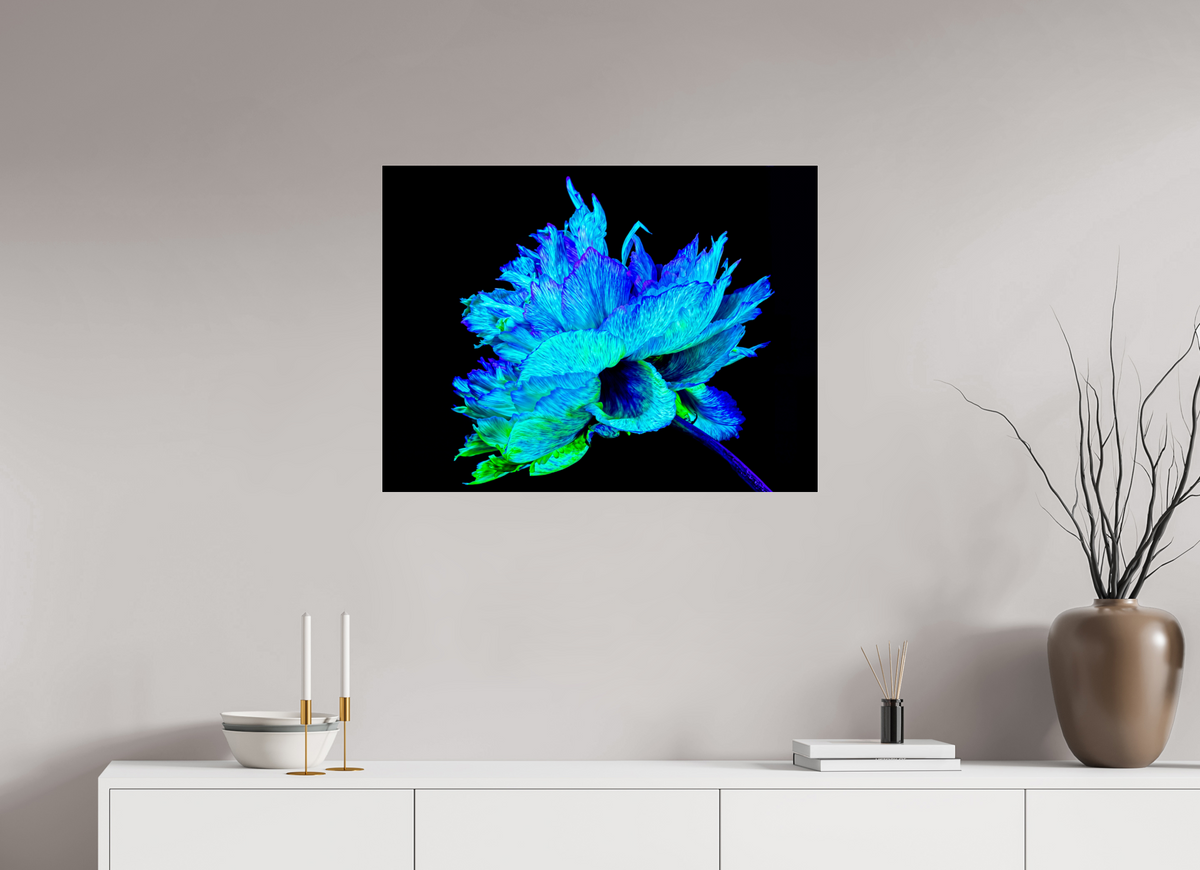 80 x 60 cm, Tirage photo sous Verre acrylique L’Éclat Bleu de la Pivoine Astrale